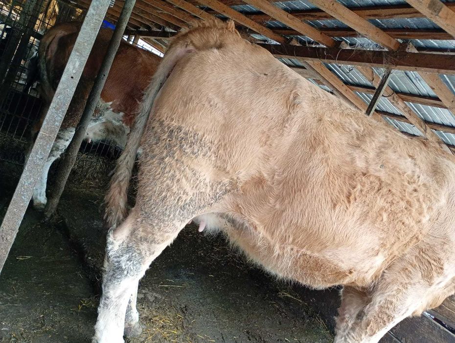 Vind vaca baltata romanesca