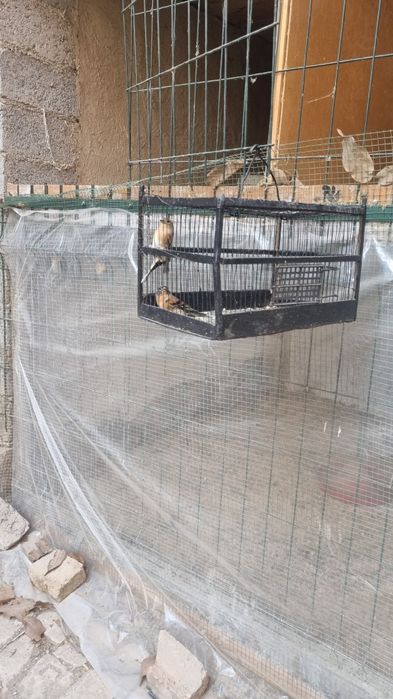 Vrook sotiladi sayraydigan juda chiroyli qush