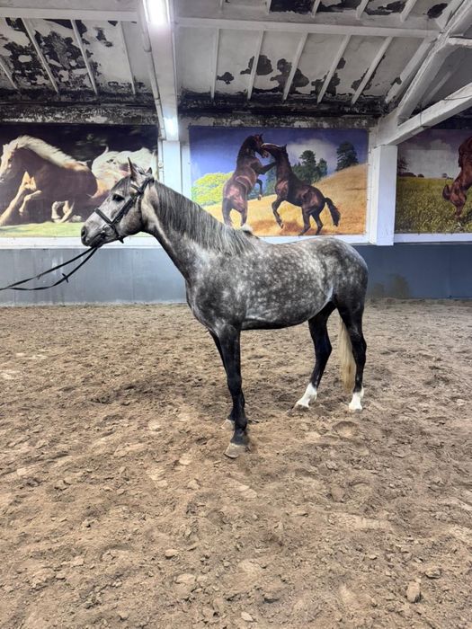 Англо-араб в Астане