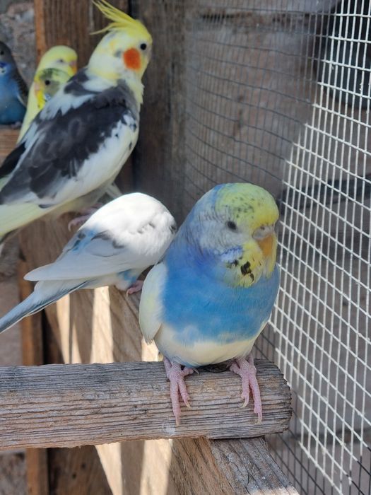 Perusi tineri si maturi