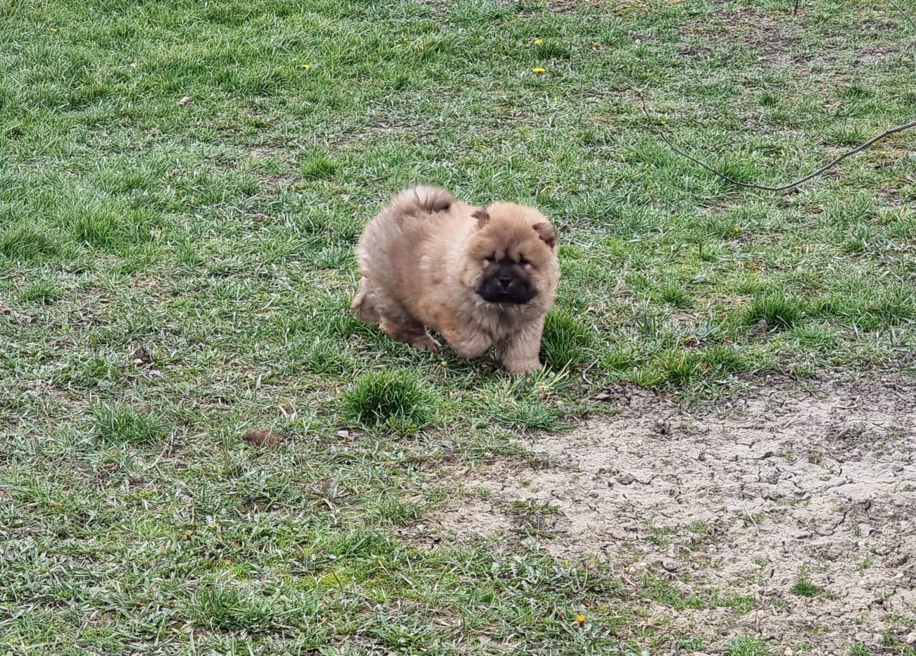 Chow      chow  superbi