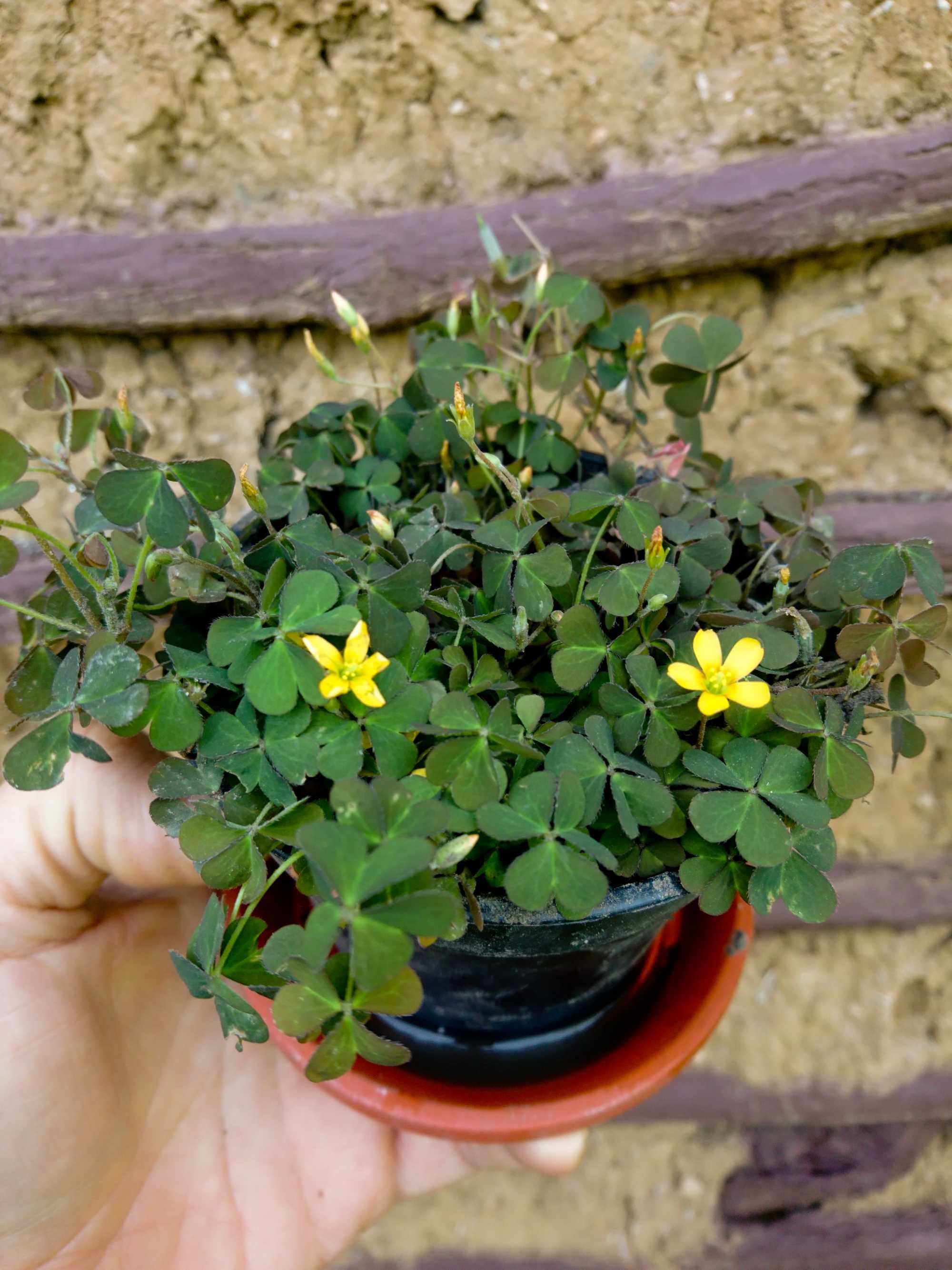 Planta-Floare: Trifoi negru cu flori galbene, la ghiveci.