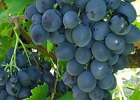 Грозде Палиери,Промоция безплатно мелене