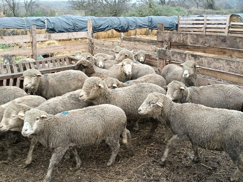 Vând 31 oii de prăsilă