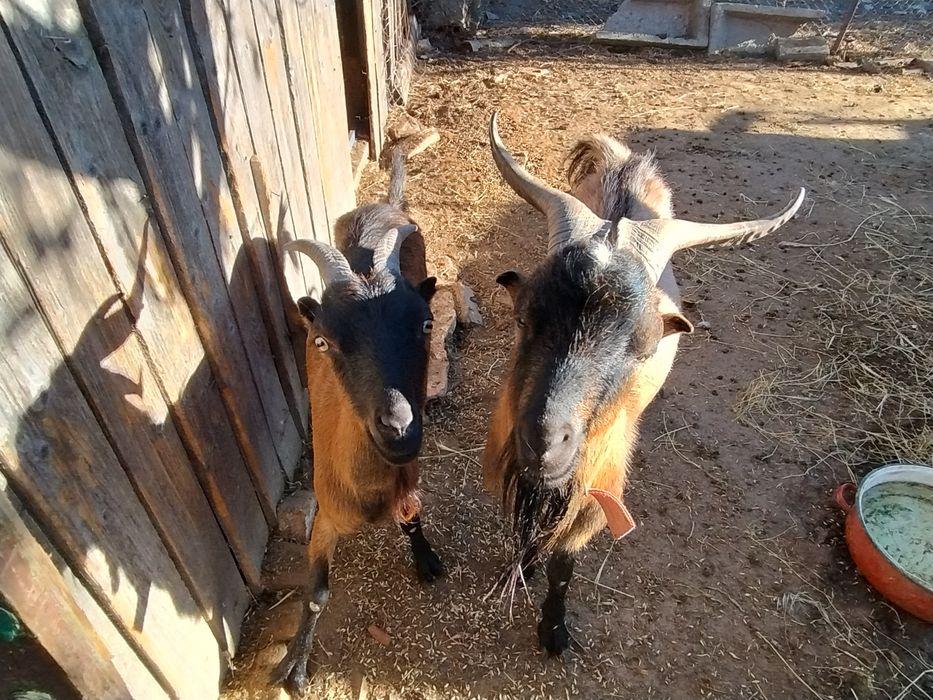 Țap și capra alpina tineri