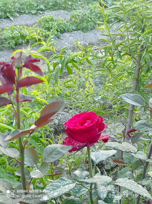 Атиргул кучатлари