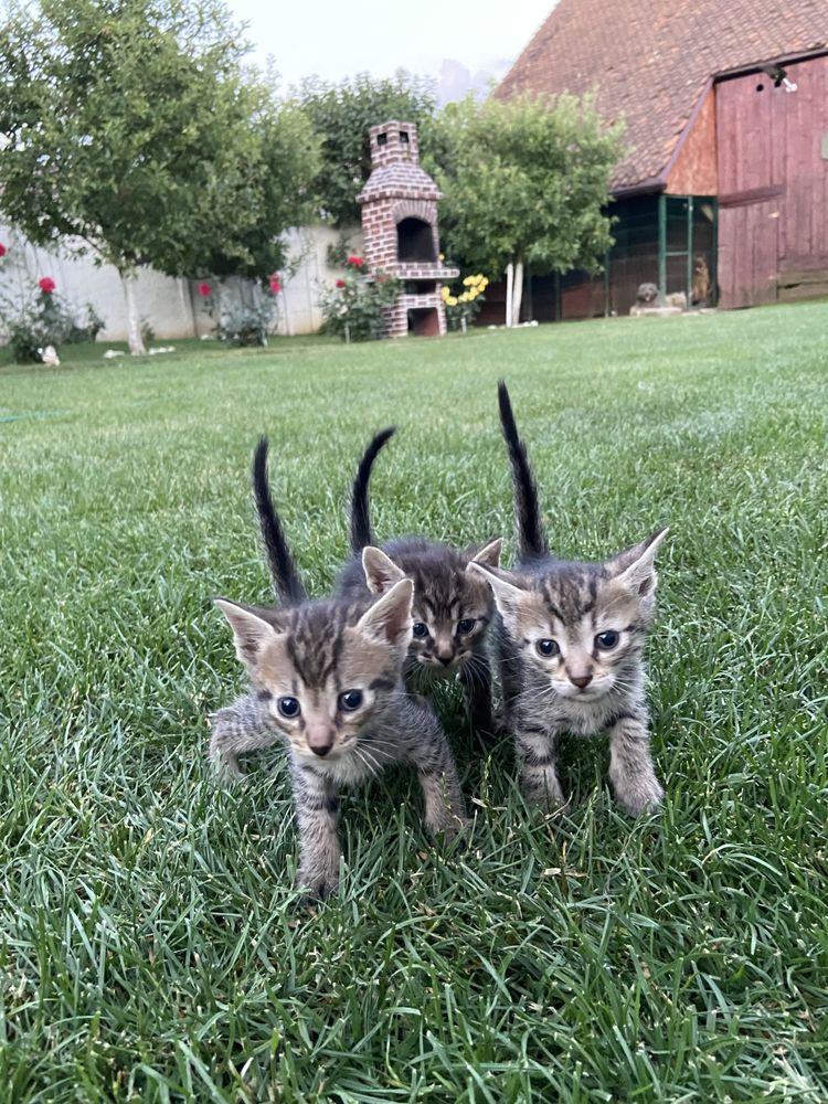 Dau spre adopție 6 pui de pisică în vârstă de 1 lună și câteva zile
