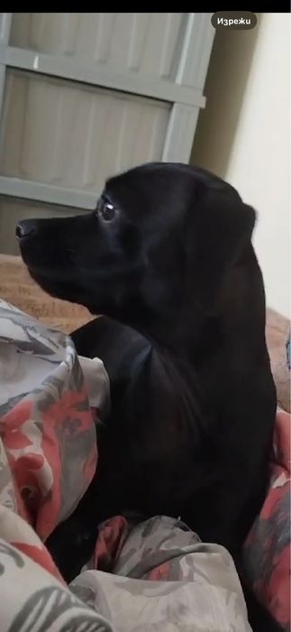 Чисто кръвен Женски пинчер