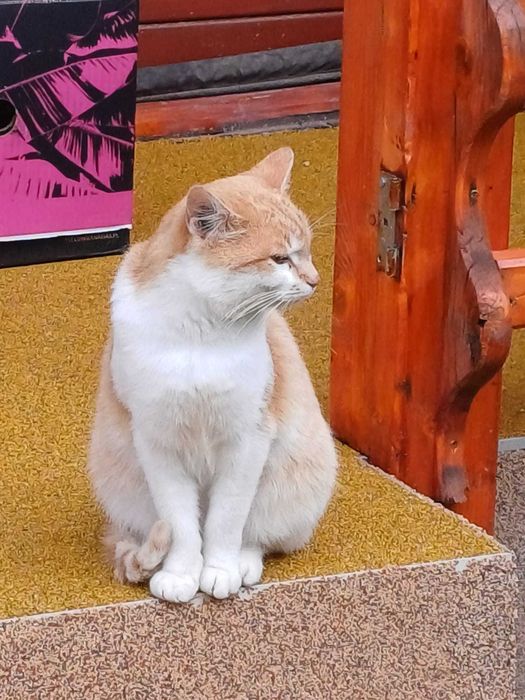 Pisicuțe adorabile spre adopție