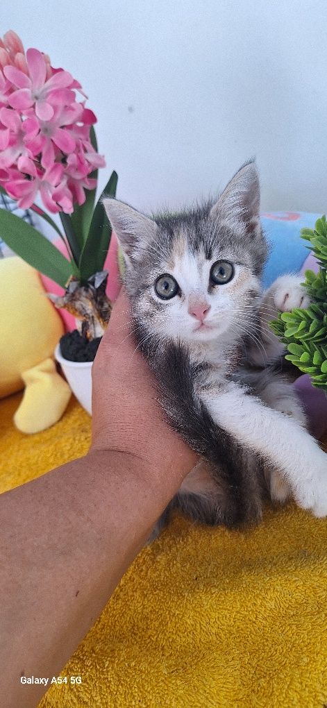 В добрые руки кошка