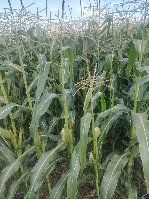 Сладка царевица за животни