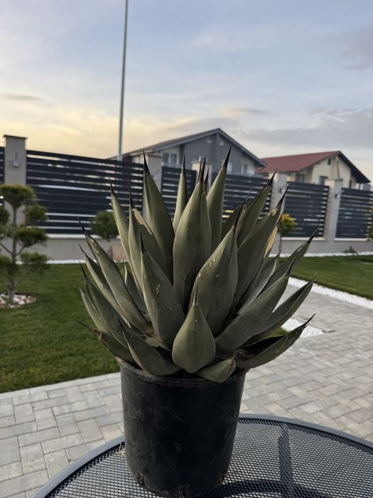 Agavă albastră la ghiveci