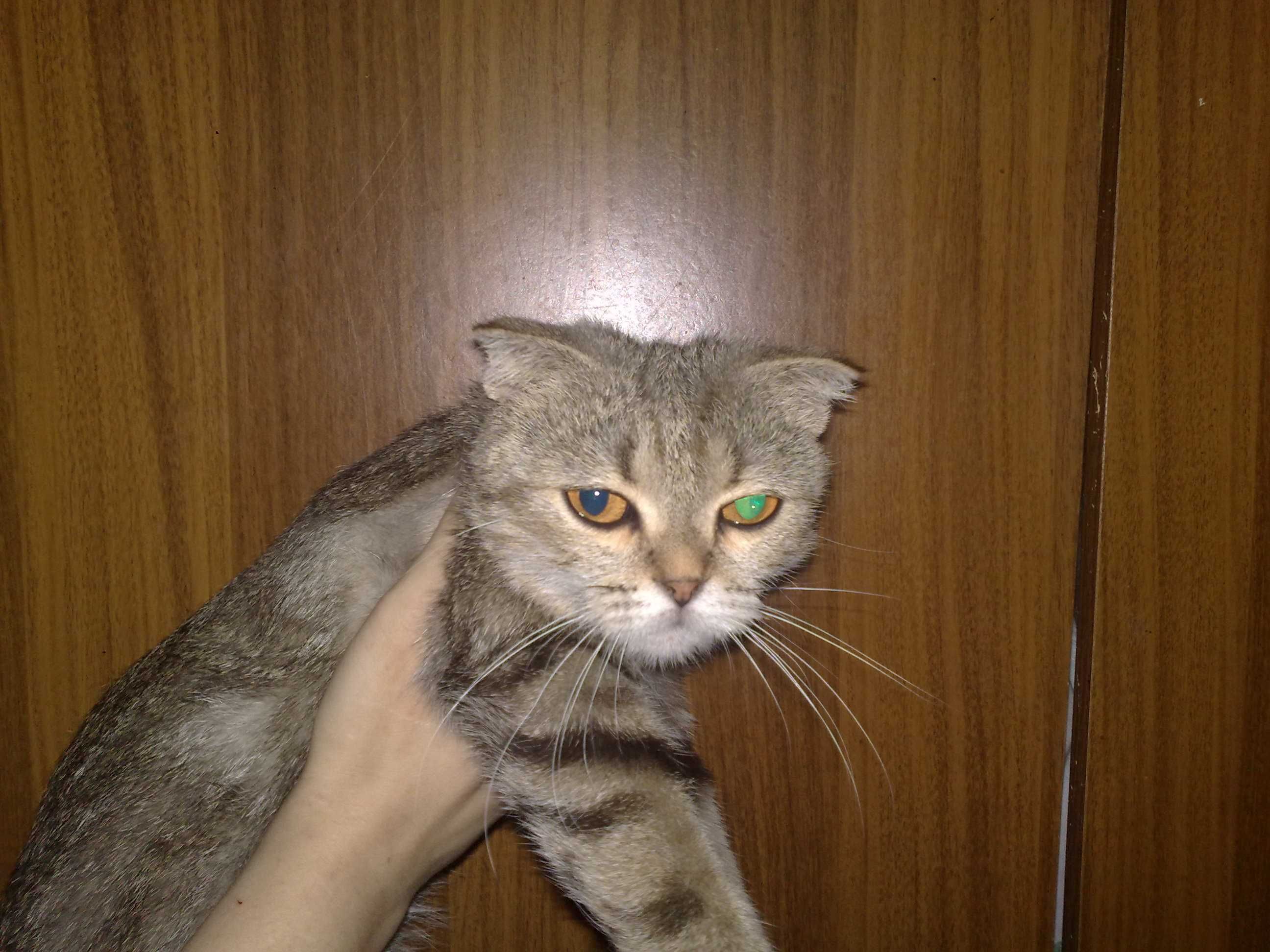 Веслоухая девочка 1 годик