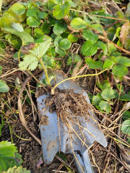 Stoloni de căpșuni – soi Premial