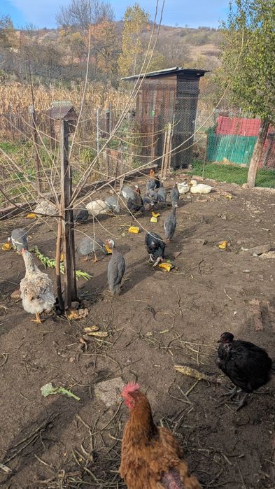 Vând bibilici de carne și oua, urgent și găini 60 lei bucata netăiate