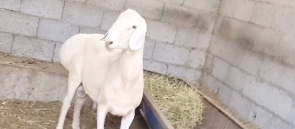 Qassob servis Qassob xizmati мясной услуги 24/7