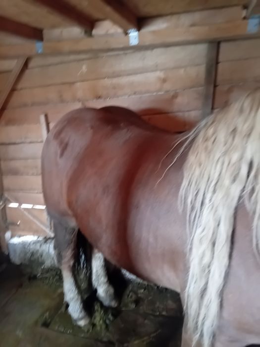 Vând harmasar de 4 ani