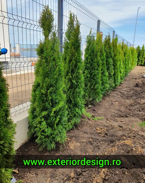 Tuia smarald inaltime 1m-3m, thuja smaralgd, magnolia grandiflora, etc