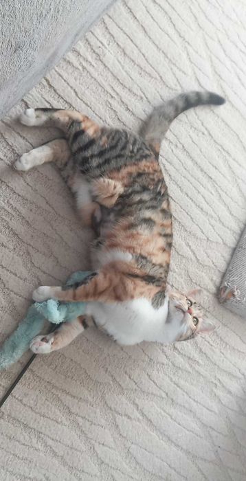 Търсим дом за Шери