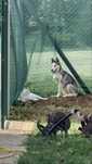 Pui Husky Siberian 4 luni