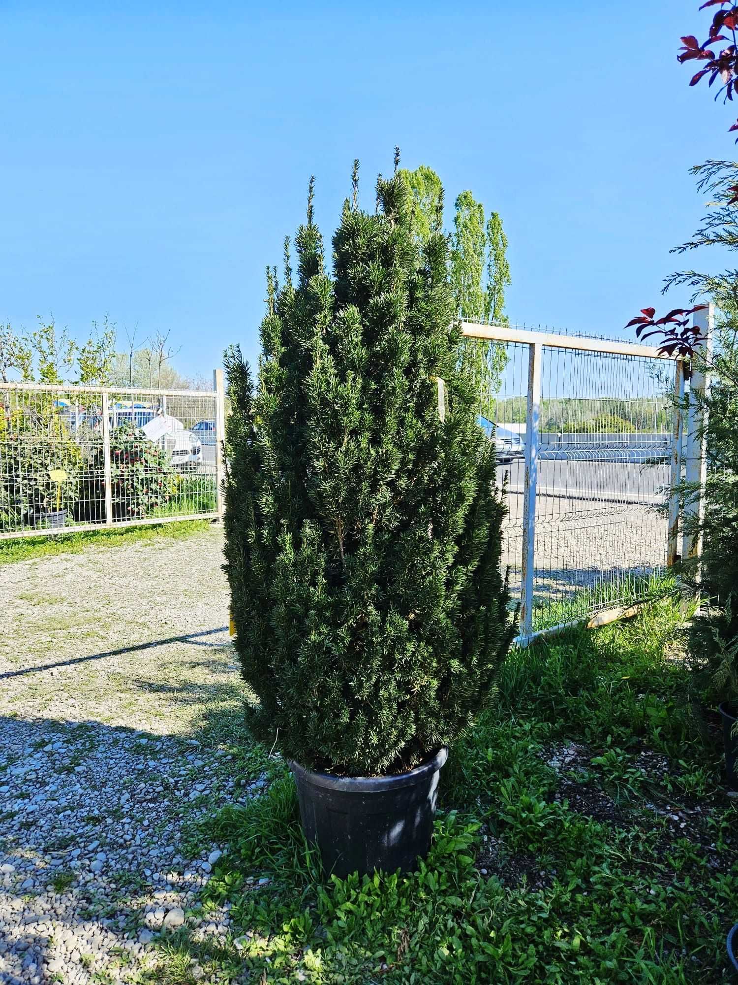 Cupressocyparis Leylandii