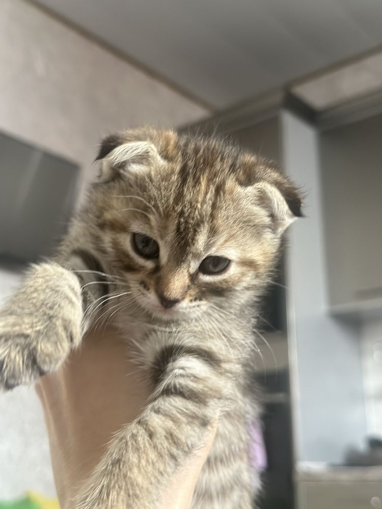 Scottish fold mushuk