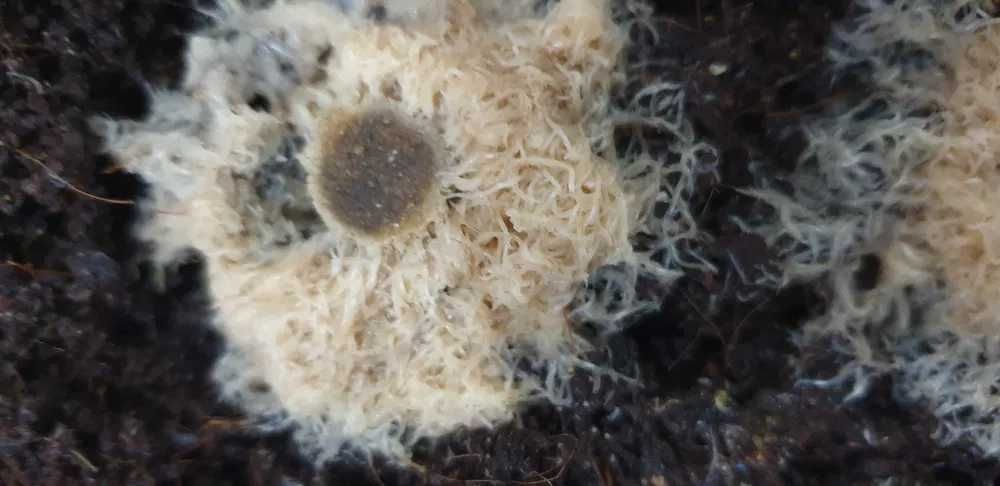 Culturi matura Microviermi, Grindal HRANA VIE pentru PESTI