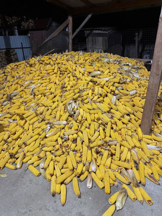 Vand porumb stiulete