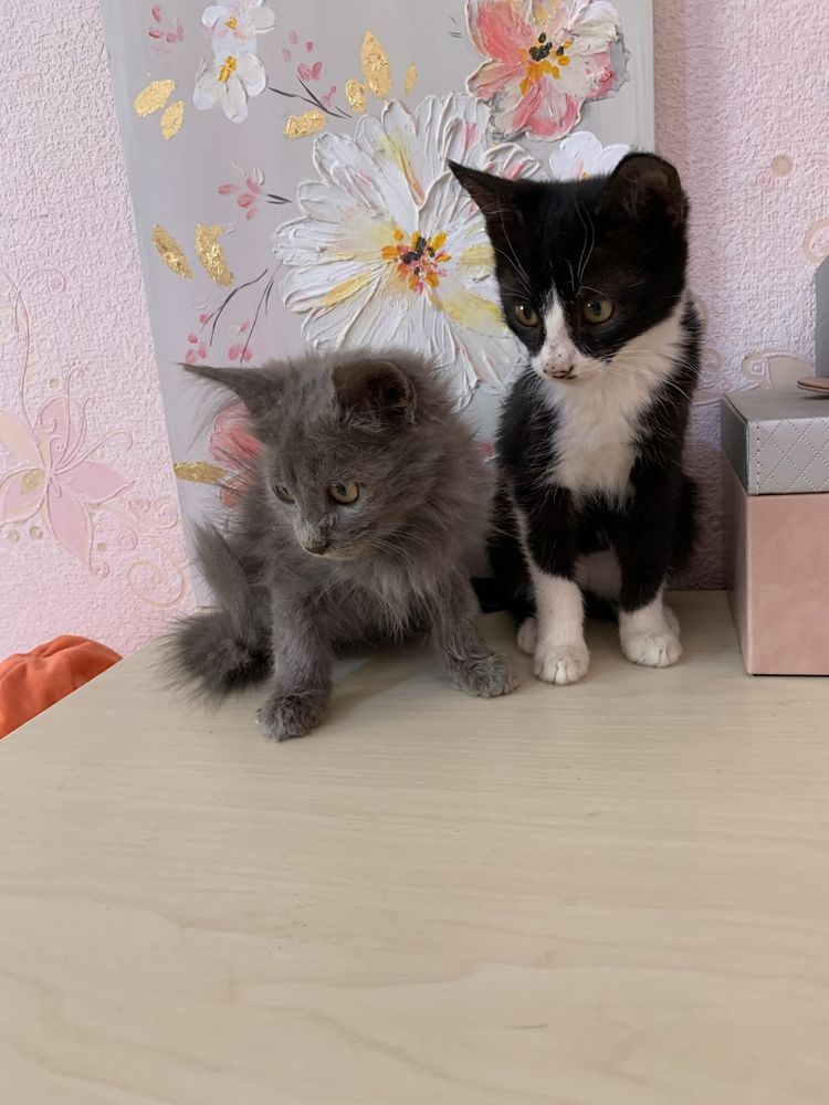 Отдадим котят даром в добрые руки