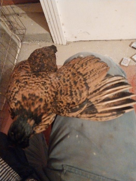 Япон хороз ва товуклар