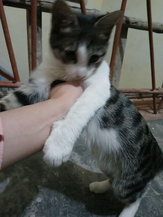 маленький котеночек