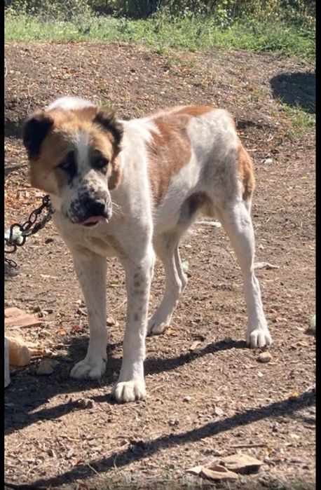 Женски алабайчета на три месеца