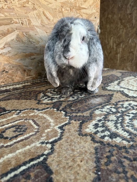 Iepuri berbec german