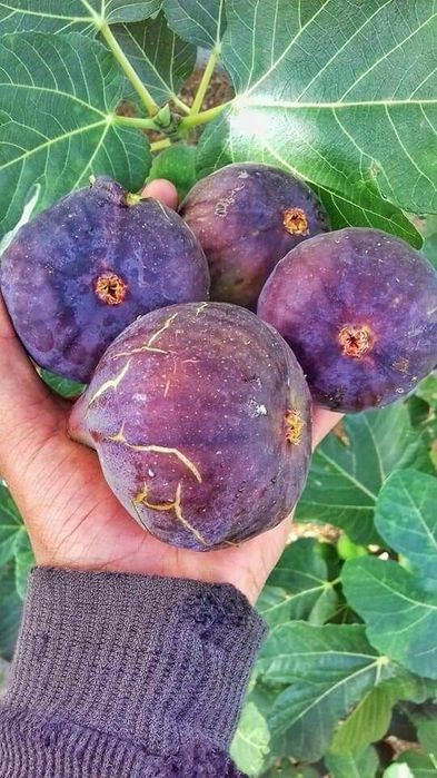 Smochin (Diferite Soiuri )