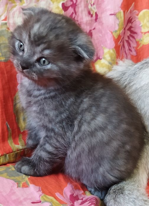 Шотландский котёнок Фолд