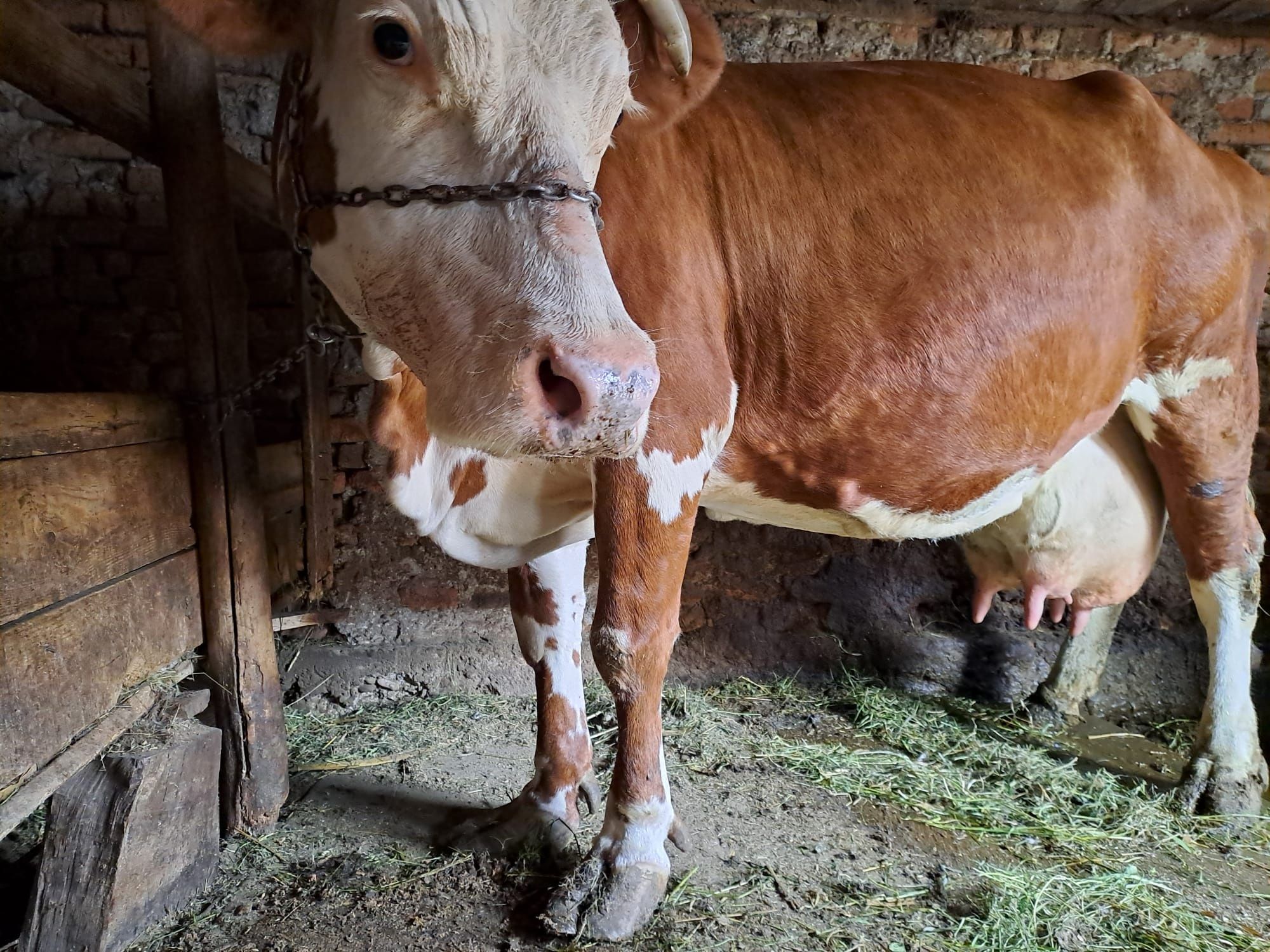 Vaca Bălțată Românească