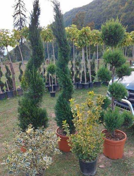 Plante ornamentale decorative pentru un peisaj de vis