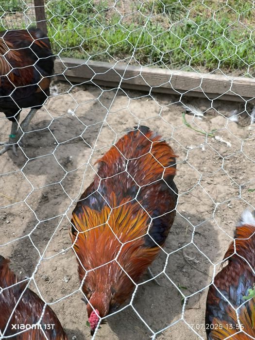 Cocosi araucana 2025