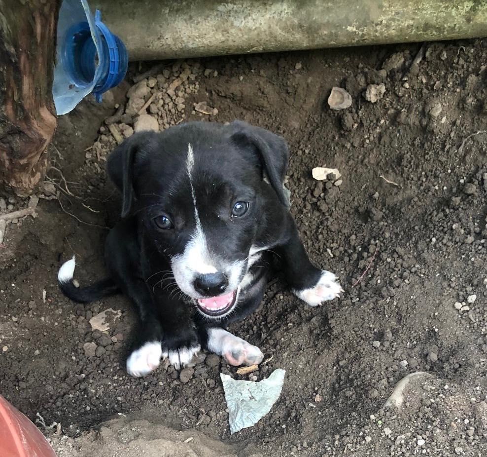 Catelusa iubitoare cauta familie adoptiva