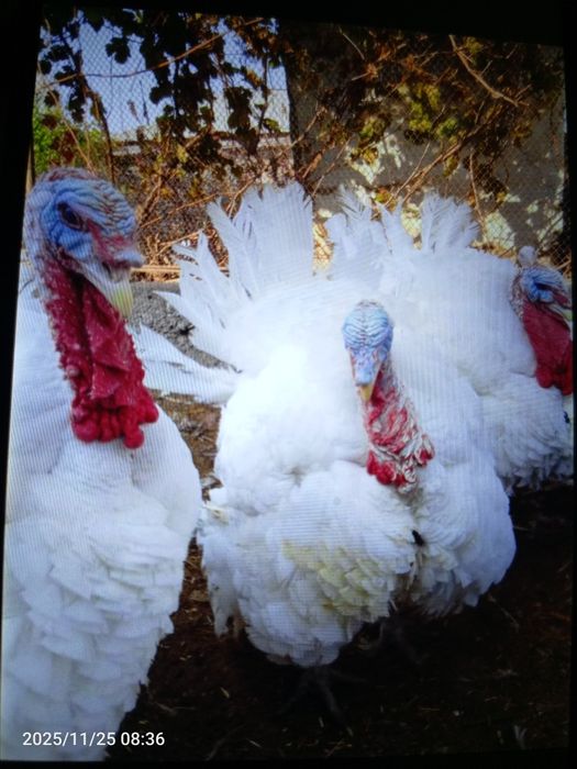 Биг 6 курка 45000 тириг вазни