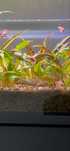 Donez peste Ancistrus adult, mascul