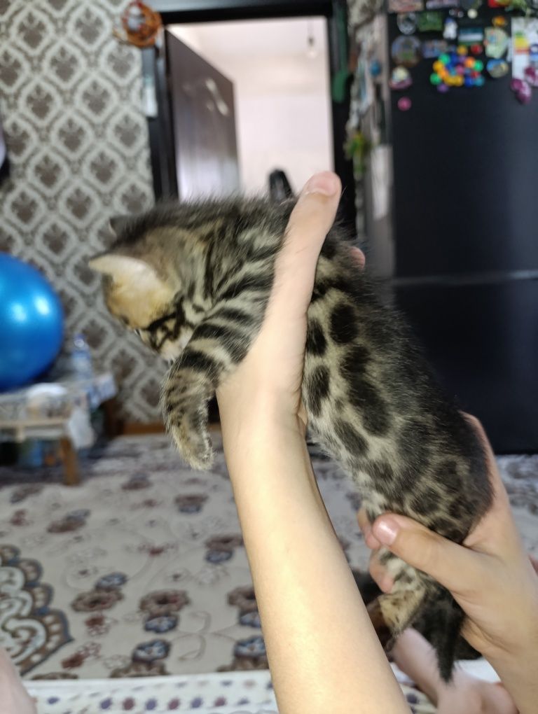 Продаются Бенгальские котята