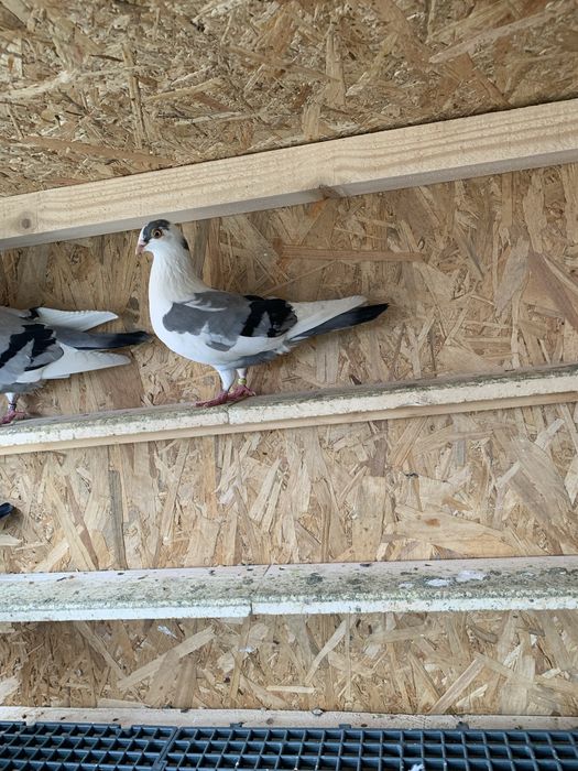 Jucătorii Gălățenii