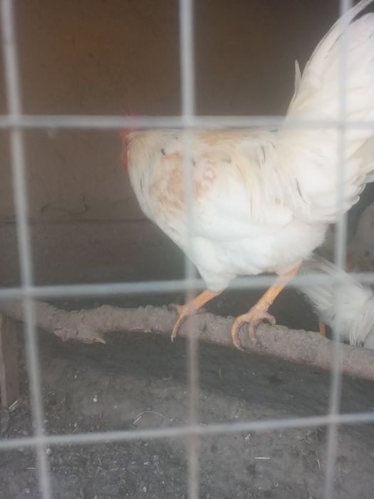 Xurozlar sotiladi 5 ta  Tovuqqa barteri buladi.   Endi sayrab boshladi