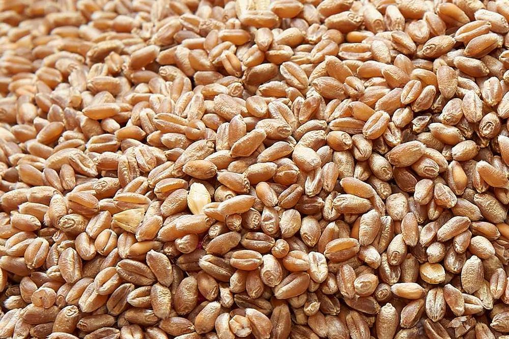 Пшеница реколта 2025 г.