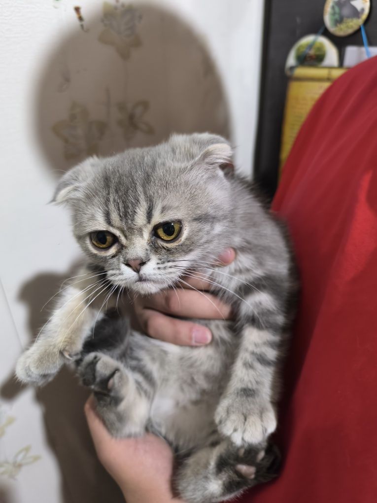 Срочно продам очаровательного котика