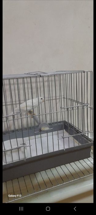 Kanareka sotilad moda