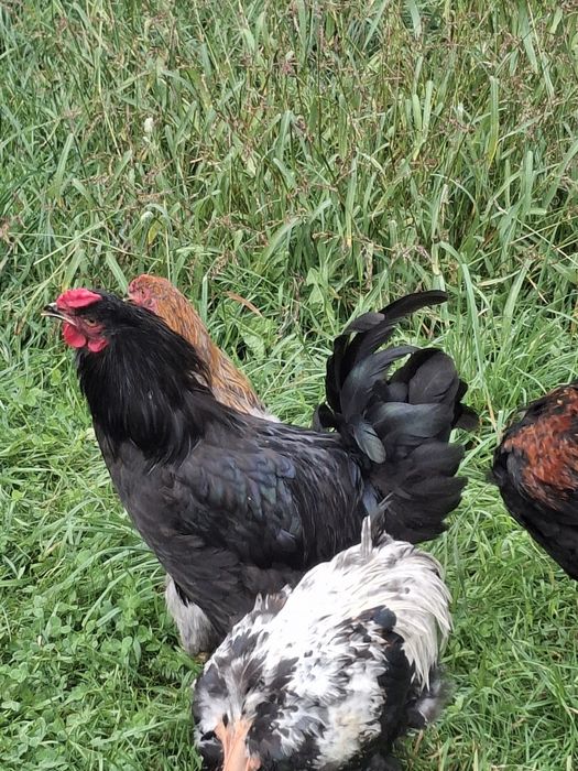 Cocosti tineri din 2025