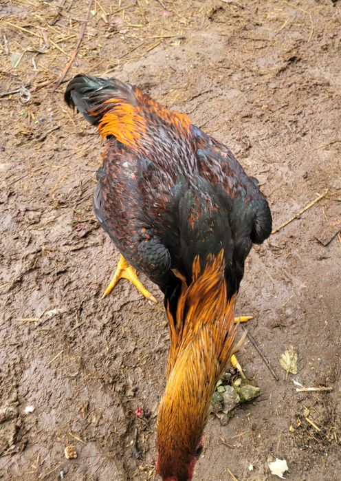 Dakan xoroz sotiladi