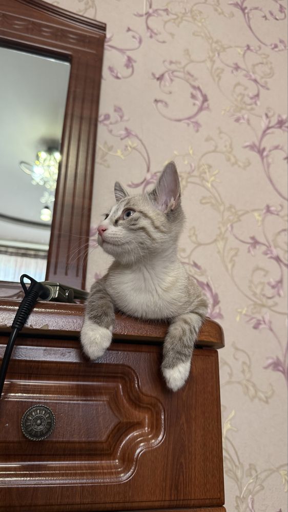 Котенок. Мушукча.